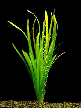 Vallisneria spiralis